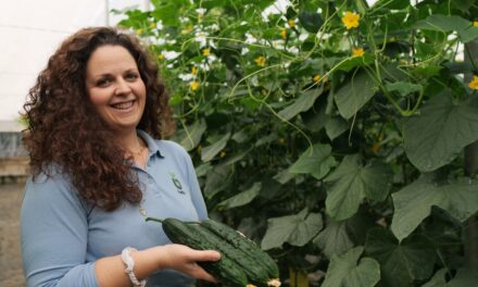 Bejo refuerza el cultivo del pepino con su nueva variedad Pombal