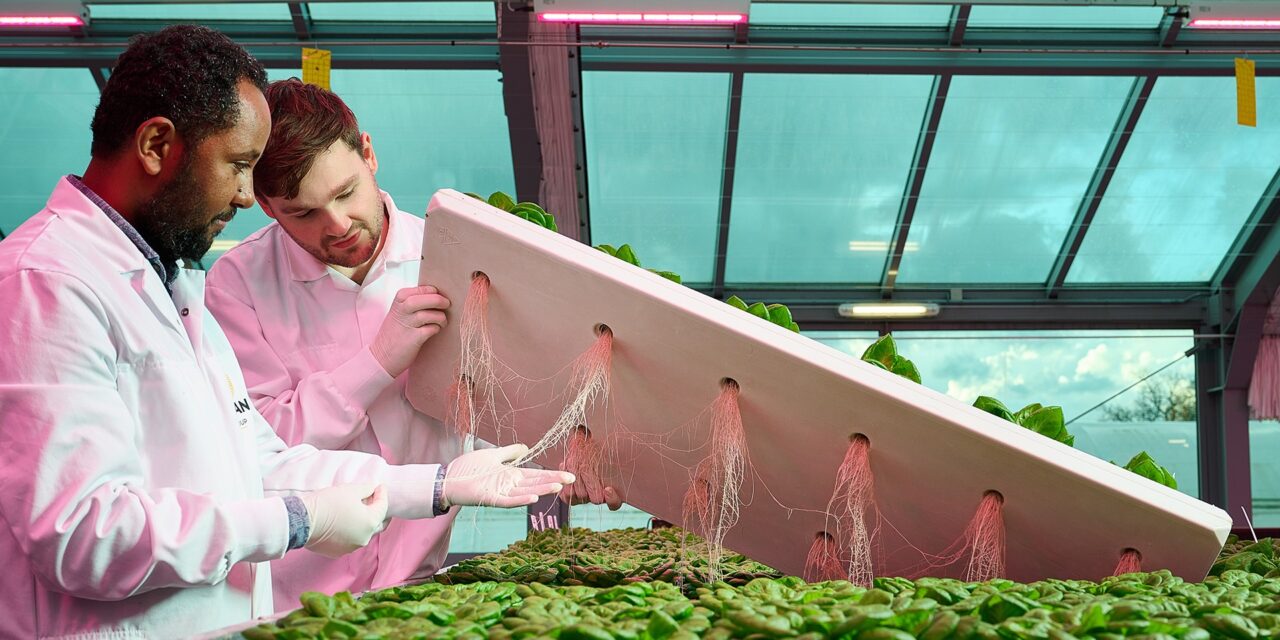 Nygaia, el innovador sustrato que promete en GreenTech Ámsterdam 2024