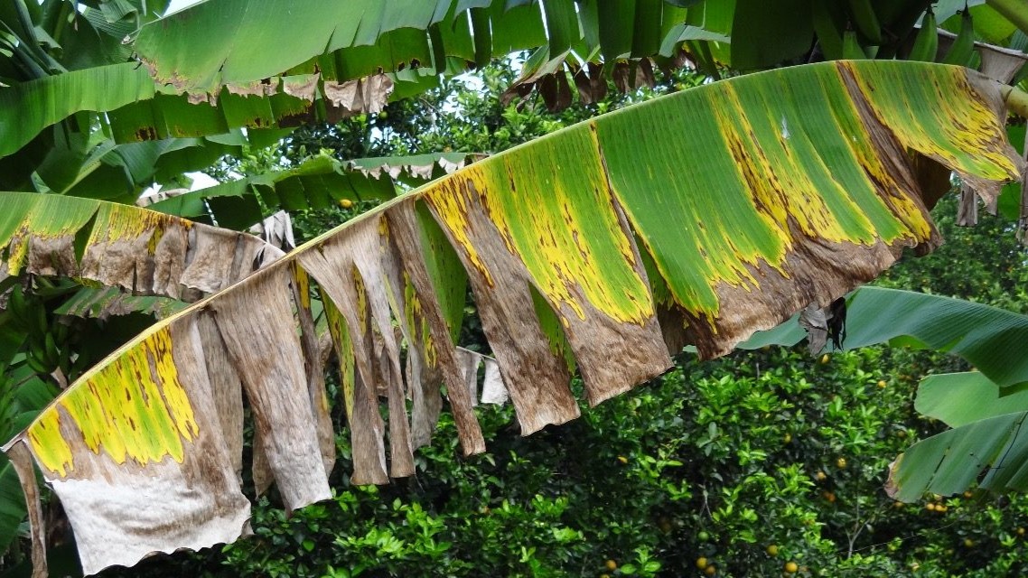 Kyventiq, un nuevo fungicida, para controlar Sigatoka Negra, de Corteva Agriscience