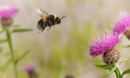 Vacunar a las abejas, una opción para disminuir la muerte de estos importantes polinizadores