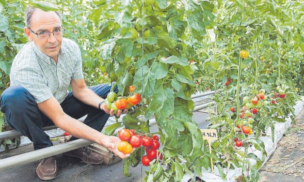 Curso ONLINE sobre cultivos sin suelo en la Plataforma Tierra de Cajamar