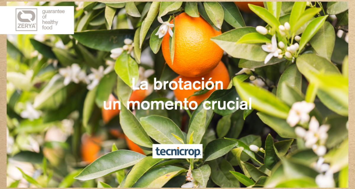 Mayor rendimiento en cítricos y Residuo Cero para un consumo seguro