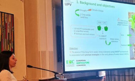 ¿Cómo consigue un patrón de pimiento conferir tolerancia al estrés hídrico? El caso de NIBER®