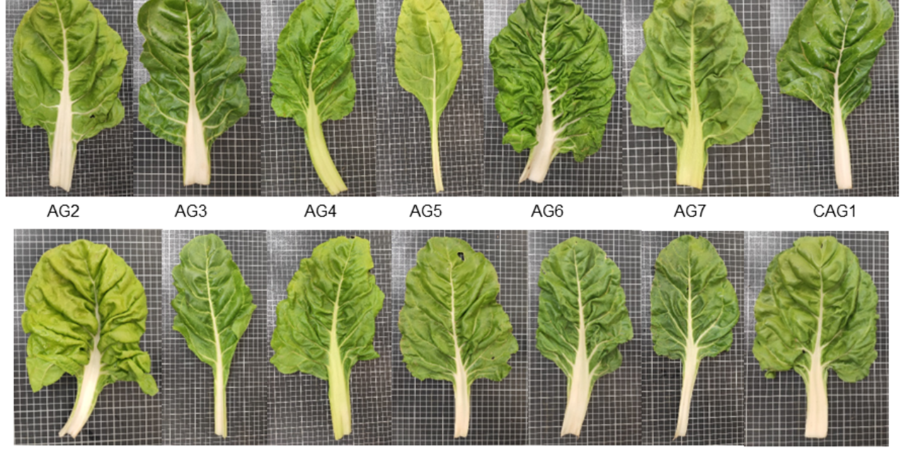 Acelga valenciana: Un análisis comparativo de diversas variedades y su importancia