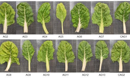 Acelga valenciana: Un análisis comparativo de diversas variedades y su importancia