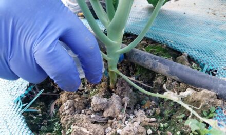 Fertilizantes biológicos a partir de residuos pesqueros para una agricultura más sostenible 