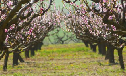 Innovación varietal y su impacto en el cultivo del Cerezo