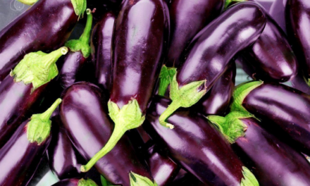 Mejor calidad en las semillas de berenjena aplicando bioestimulantes