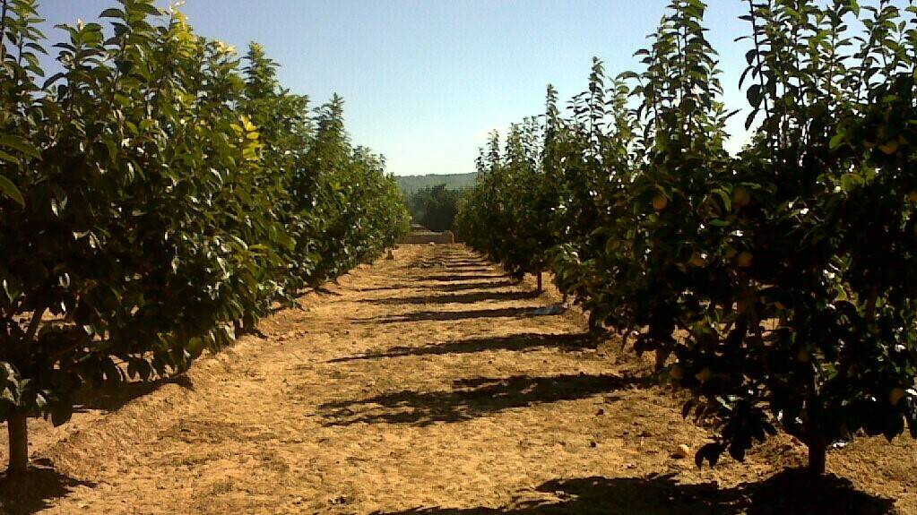 ¿Cómo mitigar los riesgos de la aplicación continuada de ácido giberélico en caqui?