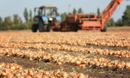 Control eficaz de la mosca de la cebolla con nematodos beneficiosos