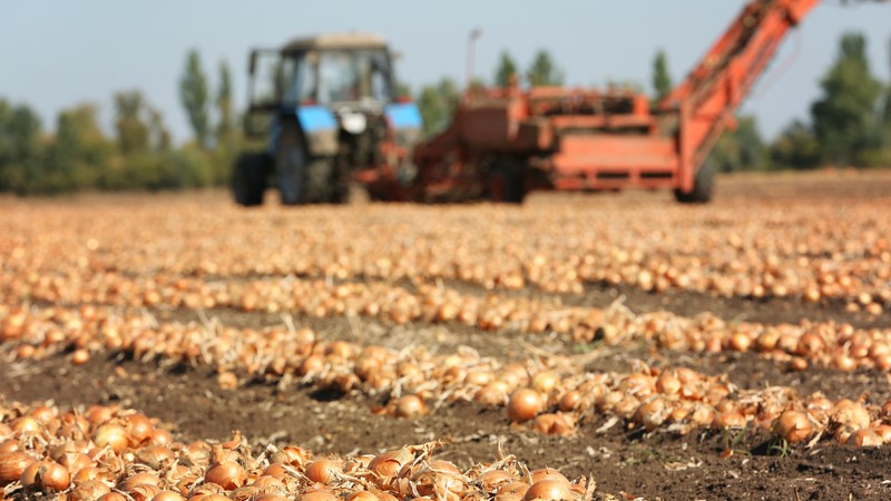Control eficaz de la mosca de la cebolla con nematodos beneficiosos