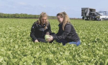 Las variedades de lechuga de Bejo se fortalecen cada vez más frente a las razas de Bremia