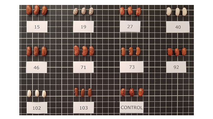 Conoce los valores nutricionales de distintas variedades de judías