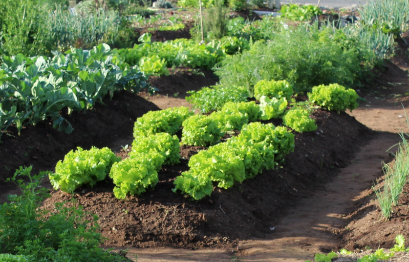 Cultivo de hortalizas con fertilizantes conteniendo microorganismos