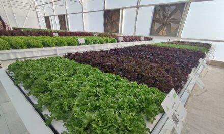 Efecto de la aplicación de fitohormonas en lechugas