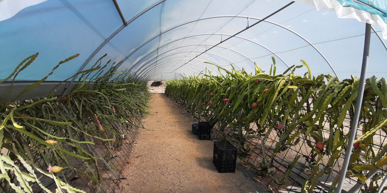 GOexotika: Innovación y diversificación de cultivos exóticos en Andalucía