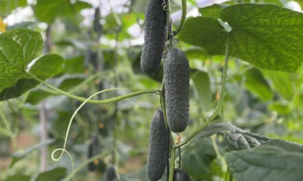 Bejo presenta todas sus novedades en Fruit Attraction 2024