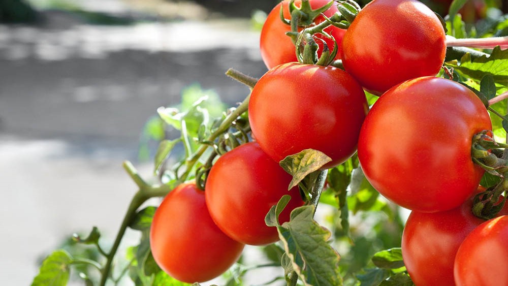 Optimización de la calidad del cultivo de tomate utilizando extractos naturales obtenidos de subproductos hortícolas