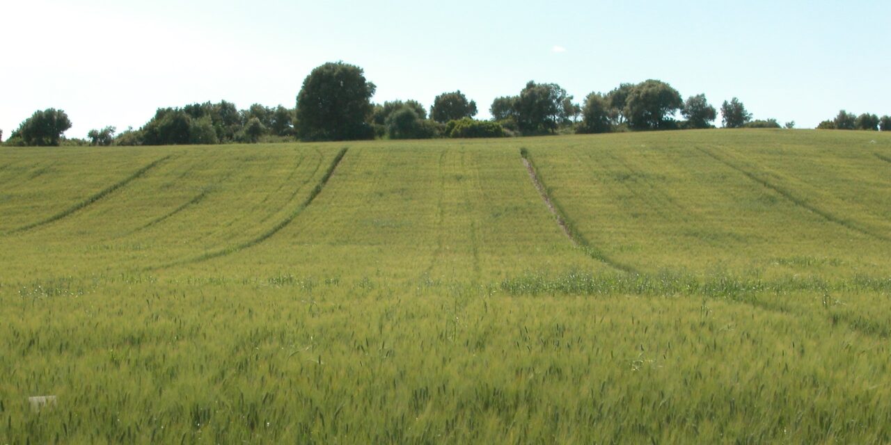 Huesca celebra una Jornada gratuita sobre “Agricultura de Conservación en Cultivos Extensivos” para aprender los beneficios de la Siembra Directa