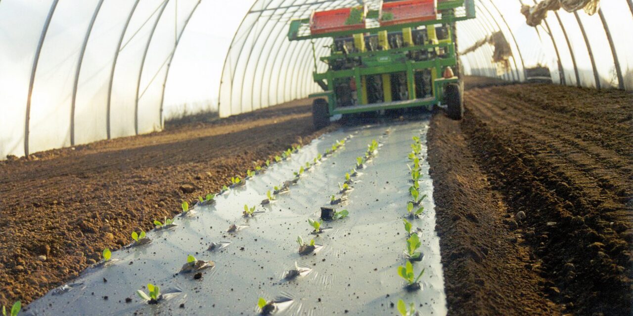 Novamont ofrece innovación y sostenibilidad con su acolchado biodegradable en el suelo