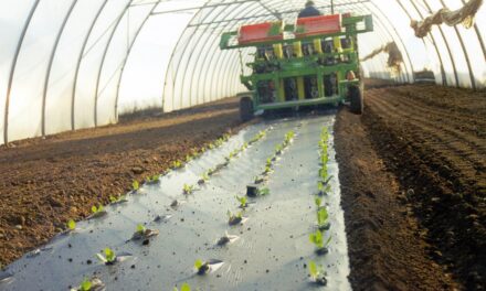 Novamont ofrece innovación y sostenibilidad con su acolchado biodegradable en el suelo