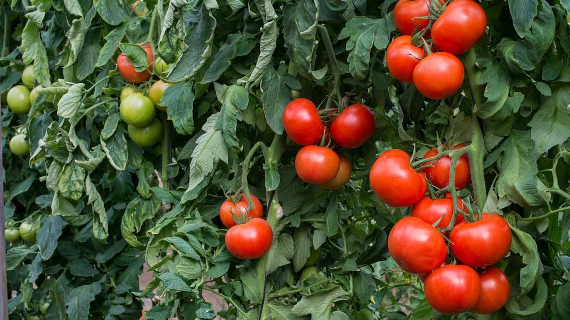 El uso de microorganismos permite reducir la fertilización mineral en tomate en un 20%