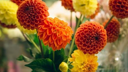 ¿Cómo resisten las plantas los microbios?