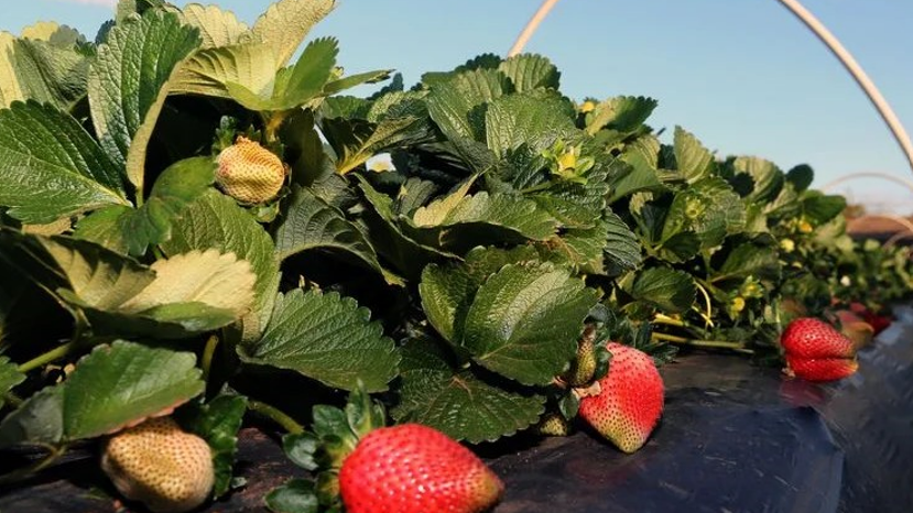 El ácido abscísico y el etileno coordinan la maduración de frutos bajo estrés abiótico