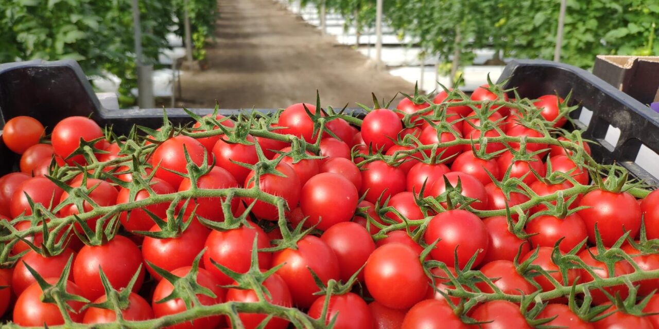 NATURSMOKE: Innovación en fumígenos naturales para una agricultura sostenible