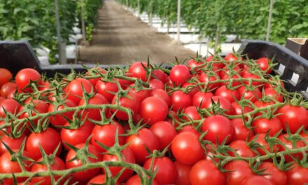 NATURSMOKE: Innovación en fumígenos naturales para una agricultura sostenible