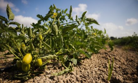 Un proyecto innovador busca reducir la dependencia de fertilizantes de síntesis con un nuevo bioestimulante 