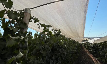 Protecting vineyards against climate change while improving wine quality: the Arrigoni solution