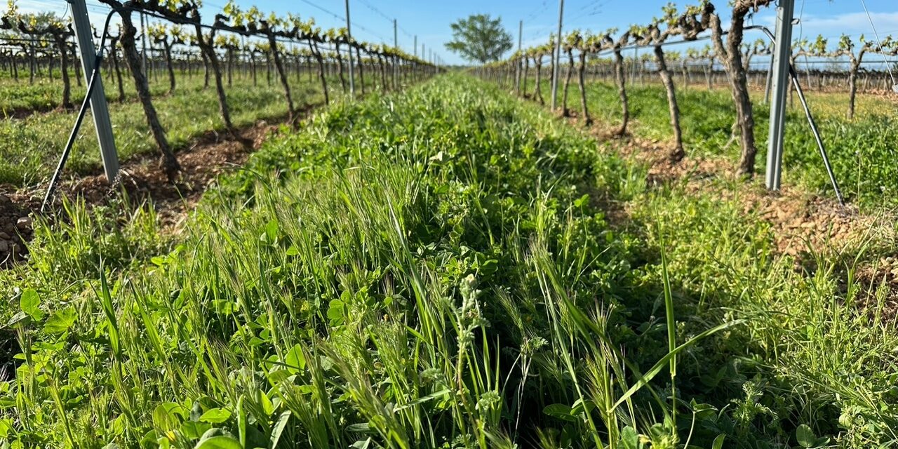 Webinar gratuito sobre cubiertas vegetales y Ecorregímenes de la PAC