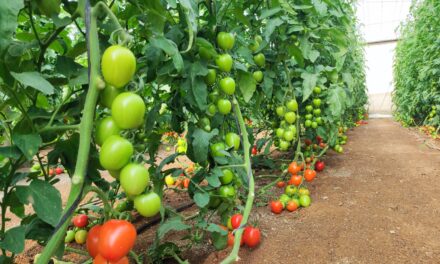 Capgen Seeds lanza su nueva variedad de tomate pera CGT3615 para exportación