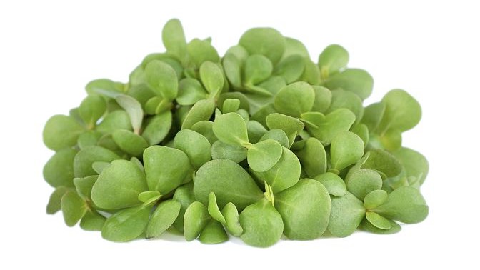 Composición equilibrada de una solución nutritiva para optimizar el rendimiento y la calidad de la verdolaga hidropónica