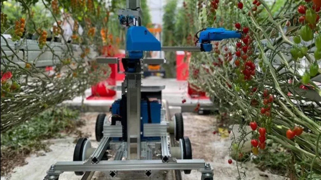 Innovador robot japonés para la cosecha de tomates 
