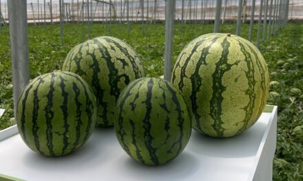 Semillas Fitó amplía su oferta en melón y sandía para Almería