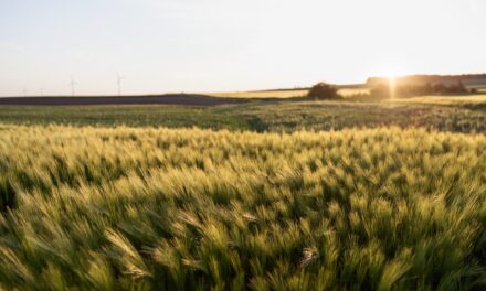 Revalorizar las tierras marginales, un modelo de bioeconomía circular promovido por Novamont