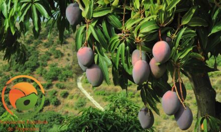 La marca ‘Mango de Málaga’ cierra la campaña 2024 con una mejora de previsiones y una cosecha que supera las 15.000 toneladas