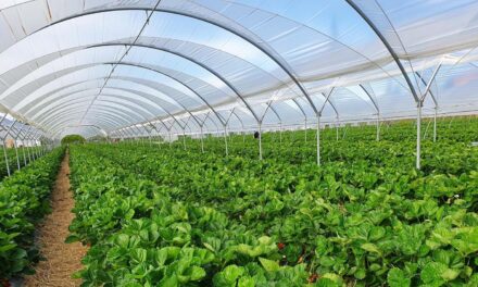 En Macfrut 2025: Plant Nursery Area