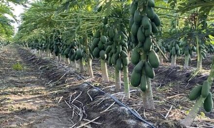 El calentamiento de la zona radicular de plantas de papaya incrementa la tolerancia al frío