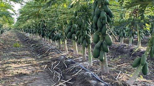El calentamiento de la zona radicular de plantas de papaya incrementa la tolerancia al frío
