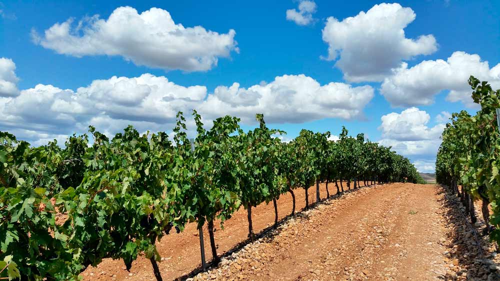 Del campo a la copa: Exploramos el futuro inteligente y sostenible del vino