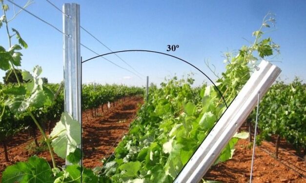 La orientación de las vides hacia el oeste mejora la composición del vino y permite la adaptación al cambio climático