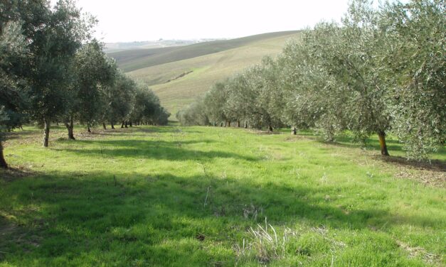 Los Ecorregímenes de la PAC aumentan en más de 1.300.000 hectáreas la superficie dedicada a Cubiertas Vegetales y Siembra Directa