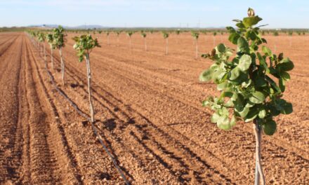 La fruticultura española se transforma