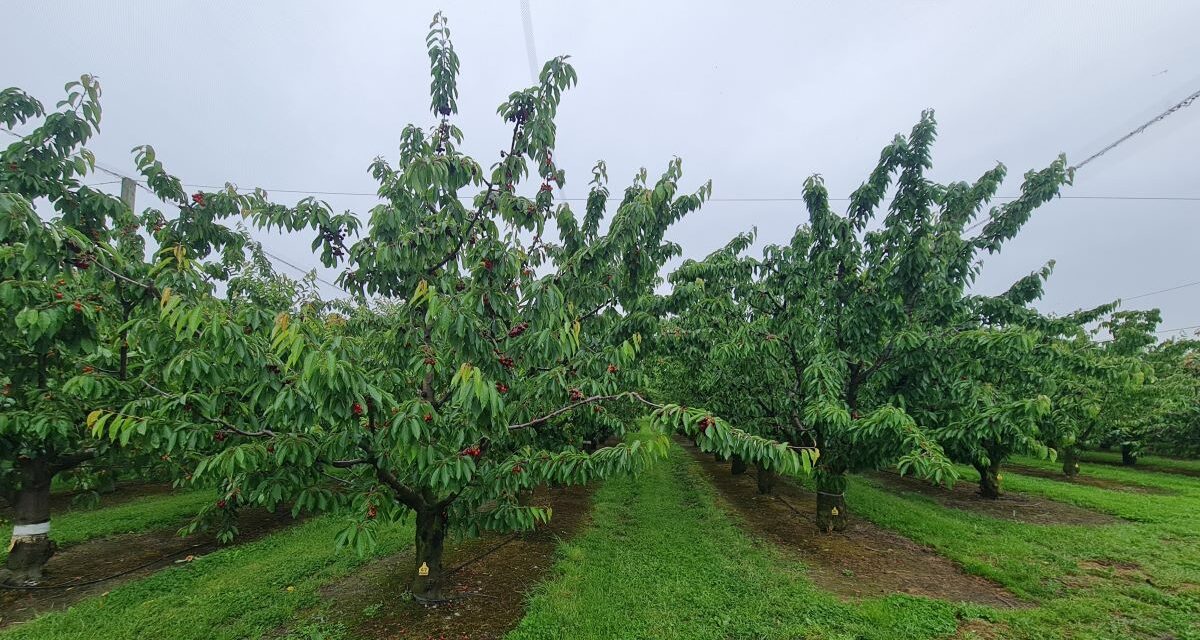 Cerezas tempranas en Nueva Zelanda
