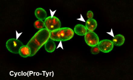 Identifican la molécula de una bacteria capaz de eliminar hongos y nemátodos en varios cultivos
