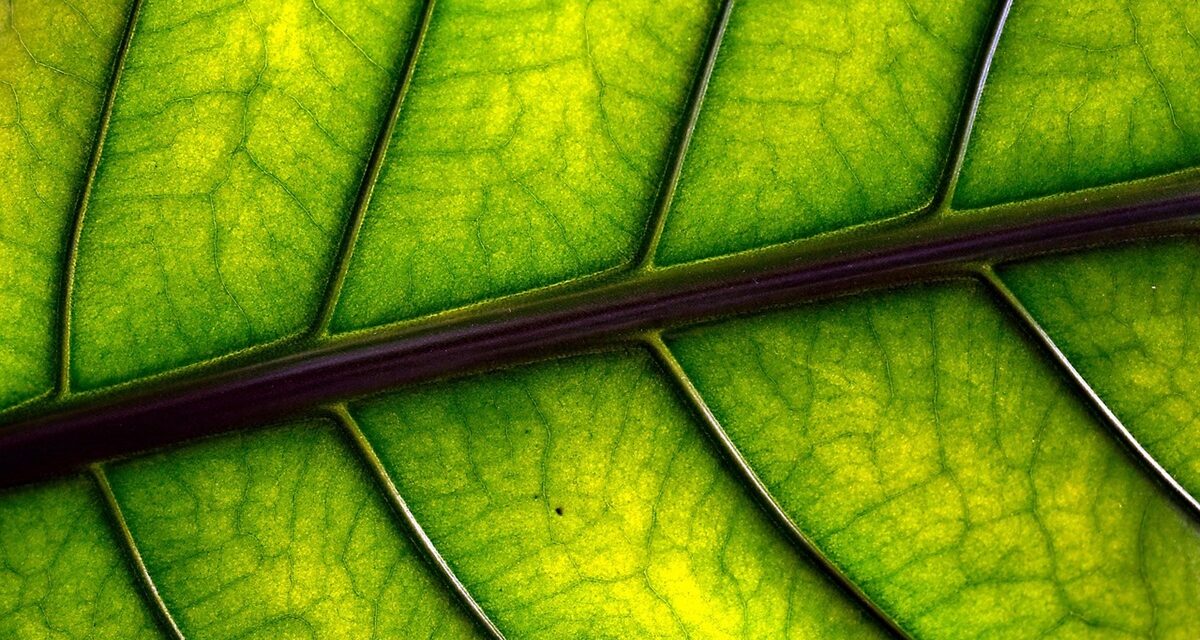 Desvelan el papel clave del pH para activar la resistencia de las plantas a la falta de nutrientes