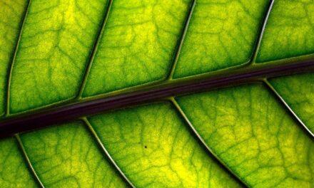 Desvelan el papel clave del pH para activar la resistencia de las plantas a la falta de nutrientes